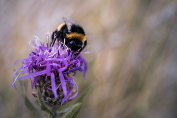 Bumblebee (Bombus Terrestris) On A Centaurea Jacea