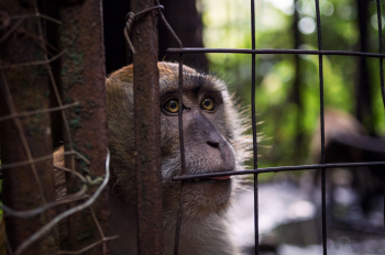 Monkey In A Cage