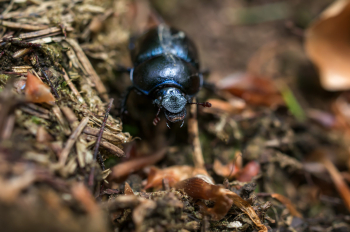 Dung Beetle (Geotrupes Stercorosus)
