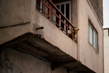 Dog On The Balcony