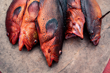 Red Fishes On Island Of Fogo In Cape Verde