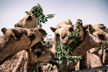 At The Camel Farm