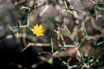 Yellow Desert Flower
