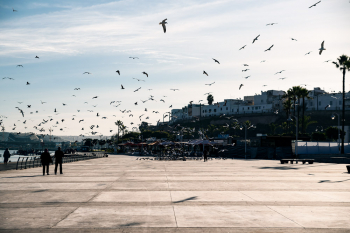 Seagulls In Rabat