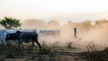 A Herd Of Cows Is Brought Home In The End Of Day, Bagan, Myanmar