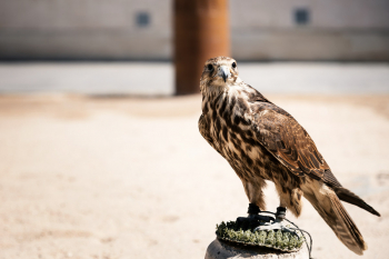 A Falcon Is Waiting On A Sandy Square In Doha, Qatar