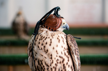 Falcon In A Falcon Shop In Doha, Qatar