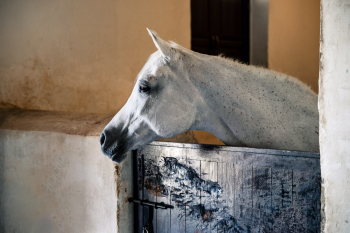 White Horse In A Stable In Doha, Qatar