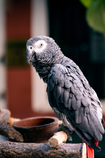 Parrot In The Great Bazaar, Istanbul
