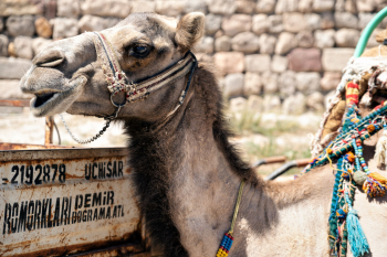 Camel In Cappadocia