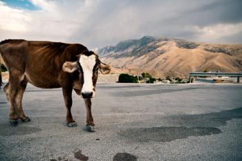Cows At Dukan Lake, Iraq