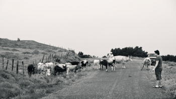 Cow Herd At The Black Sea Coast In Turkey