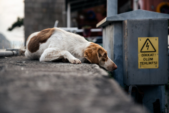 Lazy Street-Dog In Asmara