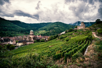 View On Wine Grapes And The Château Du Schlossberg In Alsace, Kaysersberg